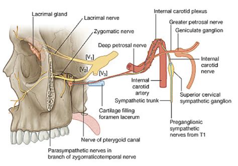 Vidian N. of Pterygoid Canal Diagram | Quizlet