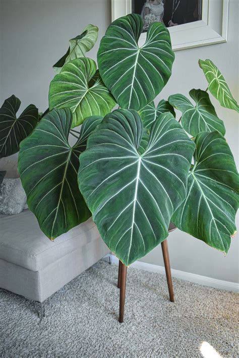 The Best 6 Big Leaf Houseplants for 2023 - Article on Thursd