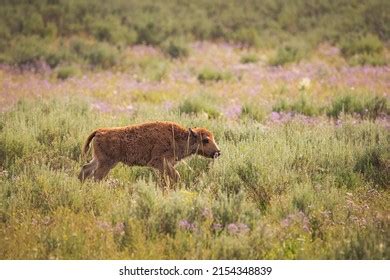 Baby Bison Calf Running Through Sage Stock Photo 2154348839 | Shutterstock