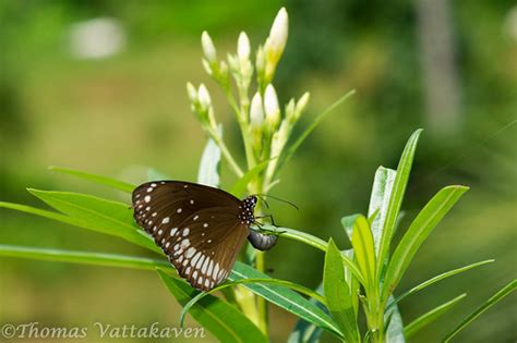 Nature Magnified: Life Cycle of the Common Crow Butterfly (Euploea core)