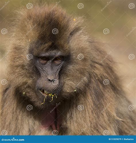 Gelada Monkey eating grass stock image. Image of mountains - 51029079