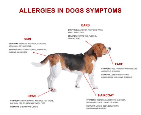 How Do I Know My Dog Has Allergies? 7 Signs To Watch For