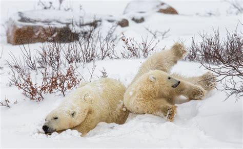 Polar Bear with a Cubs in the Tundra. Canada Stock Photo - Image of bear, blizzard: 79841342