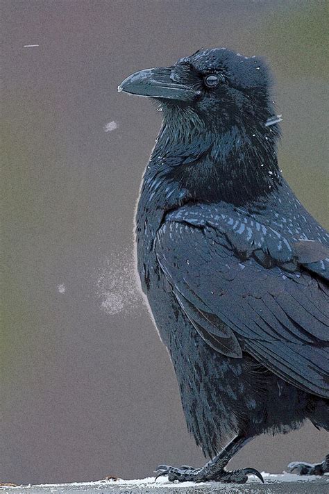 Raven in Snow- Abstract Digital Art by Tim Grams - Fine Art America