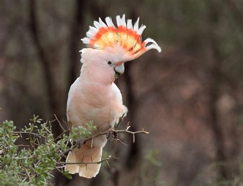 New insights into the pink cockatoo, an outback Australian icon - The Australian Museum Blog