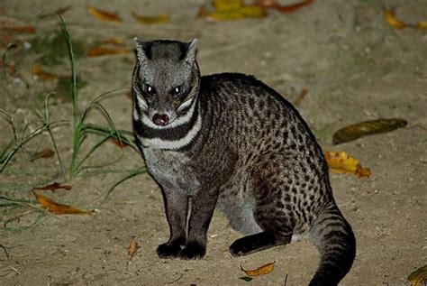 Malayan civet ~ Everything You Need to Know with Photos | Videos