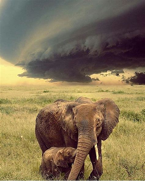 breathtaking. .!! @wildlifeowners - Unforgettable Elephants Emotions Nature Photo by Sapere Aude ...