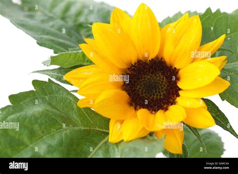 small sunflower blooming isolated #2 Stock Photo - Alamy