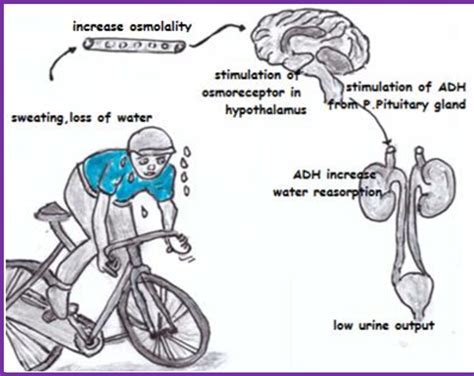 Figure37: Association between osmolality and ADH releases . | Download ...