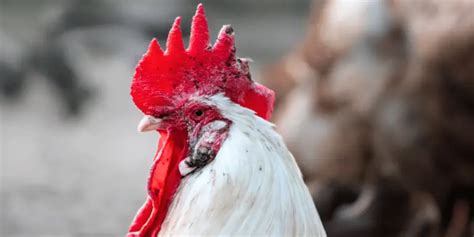 Fowl Pox in Chickens: Causes, Symptoms, Prevention & Treatment