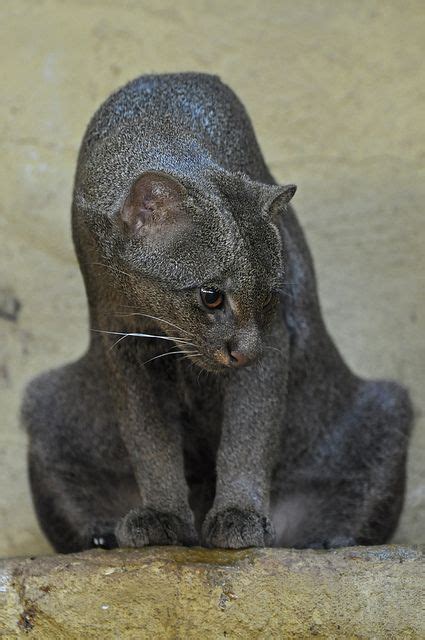 Jaguarundi | Small wild cats, Animals wild, Wild cats