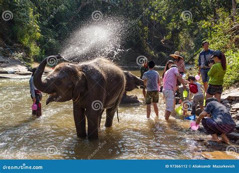 Baby Elephant Bathing in River Near Chiang Mai, Thailand Editorial ...