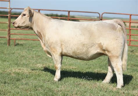 Sullivan Ranches Bred Female/ Bull & Embryo Sale | The Pulse