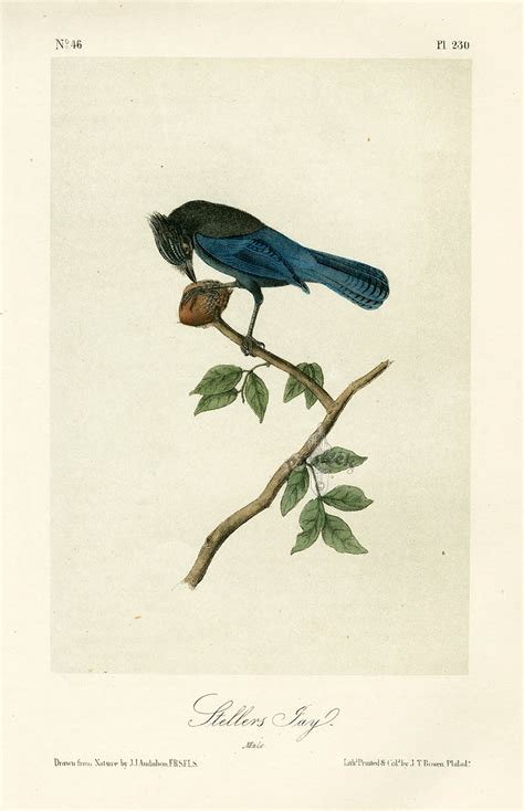 Audubon Bird Prints from Birds of America, 1st octavo edition 1840-1844