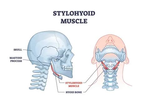 Stylohyoid muscle Origin, Insertion, Function, Exercise