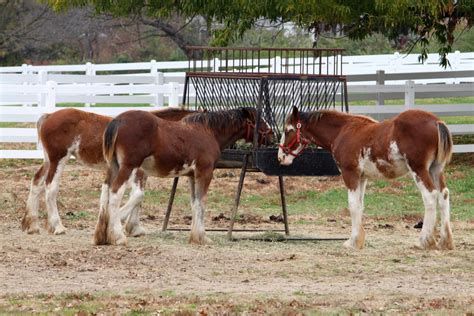 Budweiser Makes New Enemy With Pro-America Ad - Newsweek