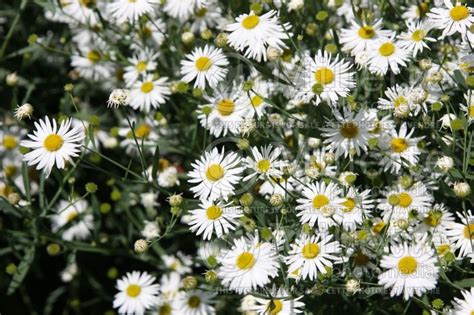 Photo of Boltonia Snowbank (False aster)