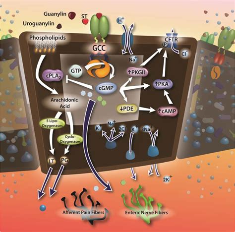 Toxins | Free Full-Text | Bacterial Heat-Stable Enterotoxins: Translation of Pathogenic Peptides ...