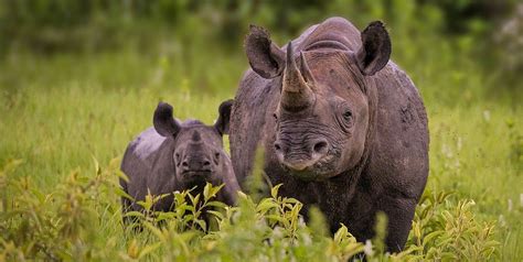 Facts About Rhinos in Rwanda | Akagera National Park Rhinos