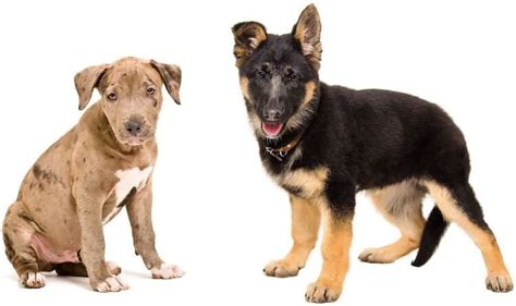 German Shepherd Pitbull Mix – A Complete Owner’s Guide | Shepherd mix ...