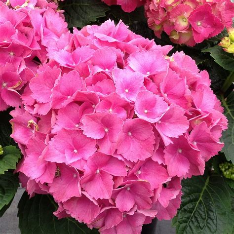 Hydrangea macrophylla Bela Pink - Choice Plants - Millais Nurseries