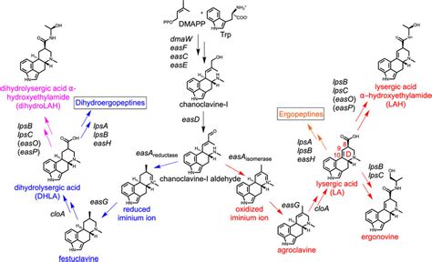 Pathways to the synthesis of lysergic acid amides and dihydrolysergic... | Download Scientific ...