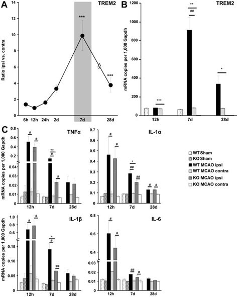 A. Gene transcripts for TREM2 were determined at 6 h, 12 h, 24 h, 2 d ...