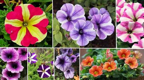 50 Colorful Petunia Flowers: Purple, Black, Red, White, Yellow (Pictures)