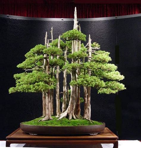 Mới Nhất 33 Top 15 Cây Bonsai Đẹp Nhất Thế Giới - Toplist.Vn Cập Nhập 23 Ngày Trước