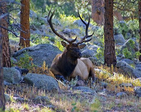 Bull Elk On Lateral Moraine - Free photo on Pixabay