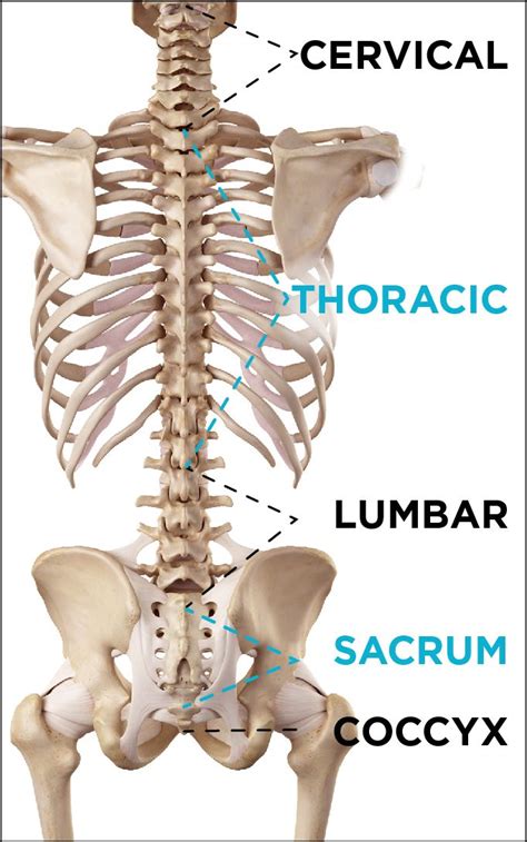 86 best images about Back Injuries & Spine Disorders | What's Causing ...