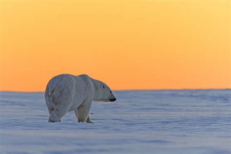 The Most Solitary Animals in the World