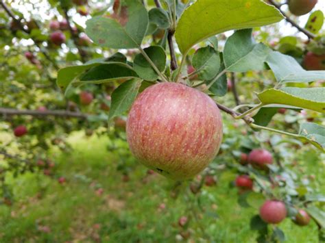 Apple Varieties | Currier Orchards