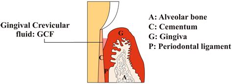 Dentistry Journal | Free Full-Text | Human Gingival Crevicular Fluids (GCF) Proteomics: An ...