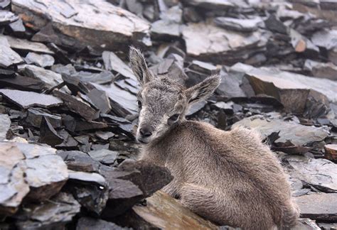 Plants and Animals of Bhutan, Flora and Fauna of Bhutan – Little Bhutan