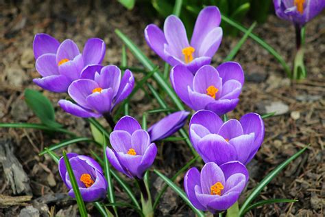 14 Beautiful Crocus Varieties to Plant