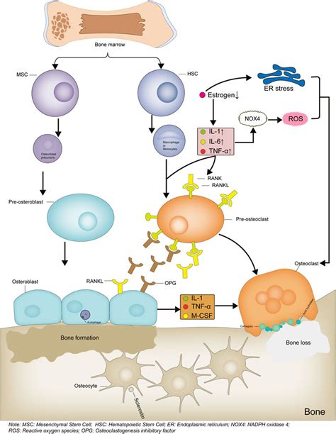 Frontiers | Advances in Our Understanding of the Mechanism of Action of ...