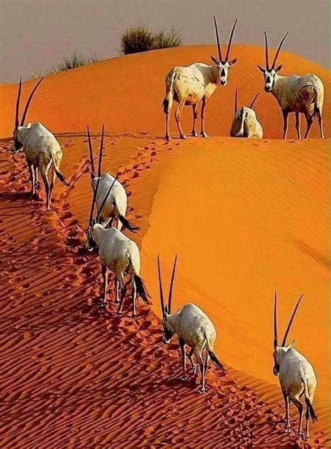 Gemsbok in the red sand of the Kalahari Desert | Млекопитающие, Животные, Природа