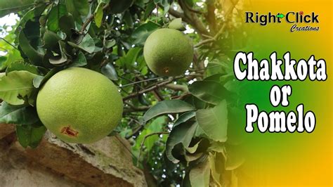 chakkota fruit | pomelo fruit | chakotra | flesh of chakkota | devanahalli pomello | pomelo tree ...