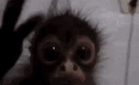 Monkey GIF - Monkey - Discover & Share GIFs