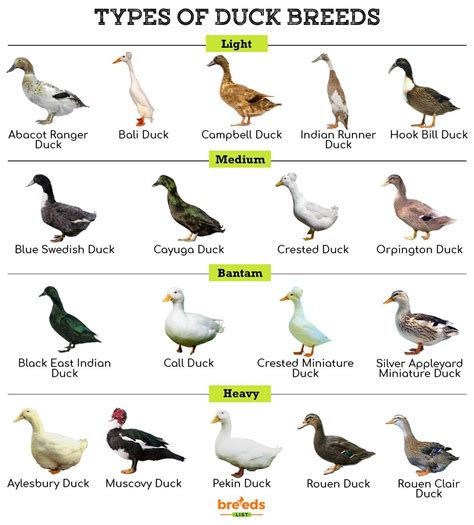 Duck Breeds - Facts, Types, and Pictures