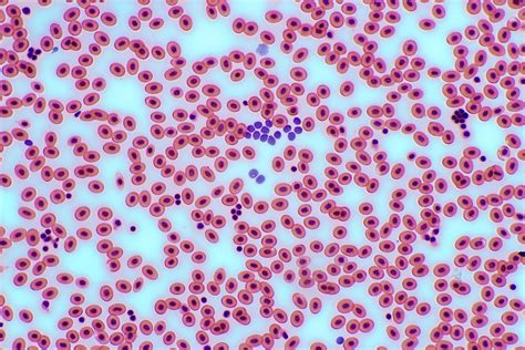 Frog's Blood Cells 100x | Canon 650D Body Bresser TRM 301 Mi… | Flickr