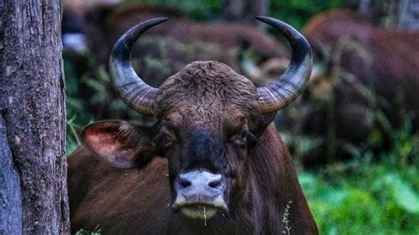 An Indian gaur - PixaHive