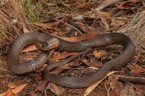 Eastern Brown Snake - The Australian Museum