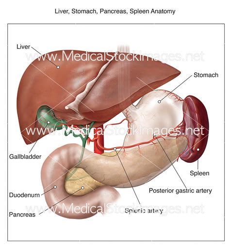 Liver, Stomach, Pancreas, Spleen Anatomy – Medical Stock Images Company