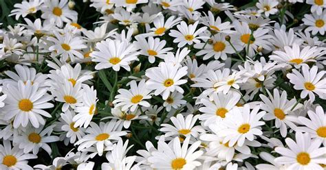 How to Plant and Grow Shasta Daisies | Gardener’s Path