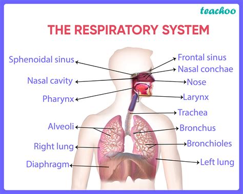 Human Respiratory System - Diagram + Flow Chart - Teachoo
