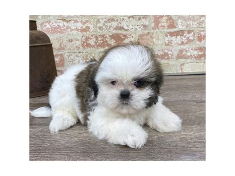 Shih Tzu-DOG-Male-Gold / White-2683412-Petland Pets & Puppies Chicago Illinois