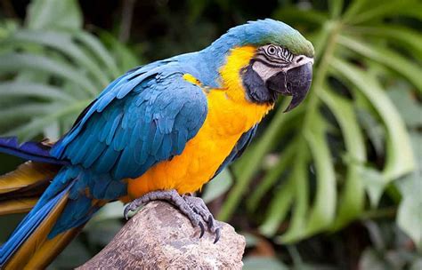 Blue and Gold Macaw Facts, Care as Pets, Price, Pictures | Singing Wings Aviary