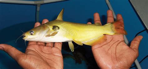 Yellow catfish a potential candidate for India - Responsible Seafood Advocate